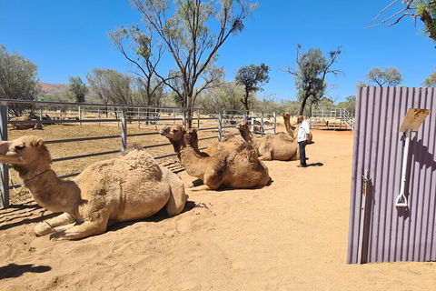 West MacDonnell Ranges Half-Day Small-Group Tour With Camel Ride - Palm Beach Accommodation 0