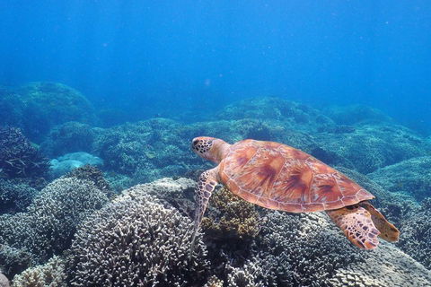 Calypso Outer Great Barrier Reef Cruise From Port Douglas - Palm Beach Accommodation 2