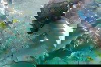 2-Day Moreton Island 4WD Camping Tour from Brisbane