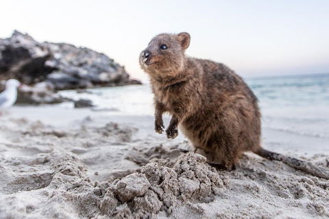 Fremantle To Rottnest Island Roundtrip Ferry Ticket - Palm Beach Accommodation 1