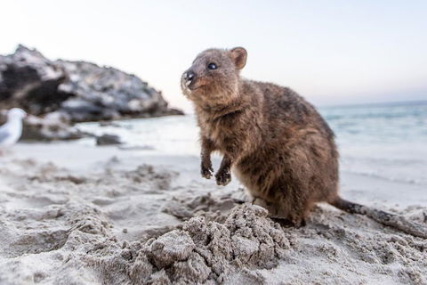 Rottnest Island All-Inclusive Grand Island Tour From Fremantle - Palm Beach Accommodation 2
