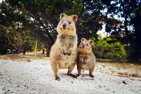 Rottnest Island All-Inclusive Grand Island Tour From Fremantle - Palm Beach Accommodation 5