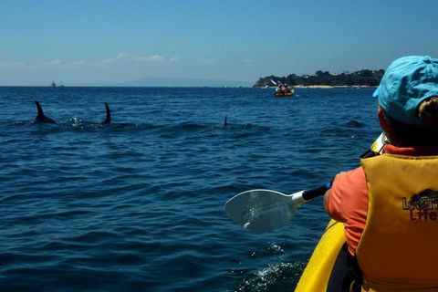 Mornington Peninsula Kayak Coastline Tour Of Dolphin Sanctuary - Palm Beach Accommodation 0