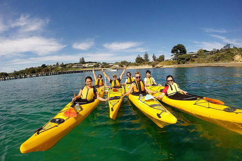Mornington Peninsula Kayak Coastline Tour Of Dolphin Sanctuary - Palm Beach Accommodation 2