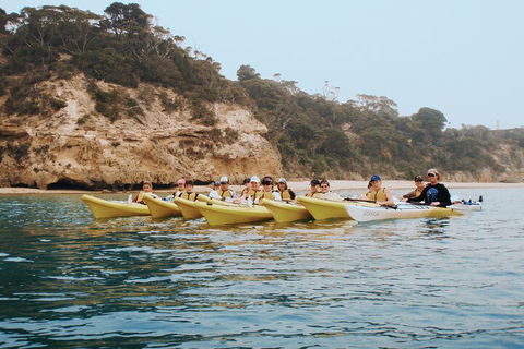 Mornington Peninsula Kayak Coastline Tour Of Dolphin Sanctuary - Palm Beach Accommodation 4