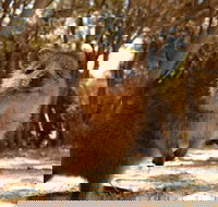 Wave Rock  Rottnest Island - Air  Ground Tour - Palm Beach Accommodation