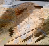 Wave Rock Pinnacles and Rottnest One Day Aeroplane Tour - Palm Beach Accommodation