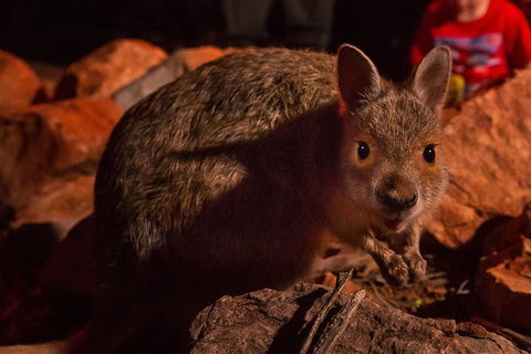 Alice Springs Desert Park Nocturnal Tour - Palm Beach Accommodation 3