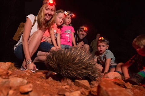Alice Springs Desert Park Nocturnal Tour - Palm Beach Accommodation 5