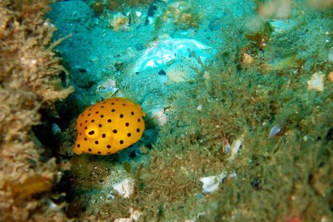Wave Break Island Scuba Diving On The Gold Coast - Palm Beach Accommodation 3