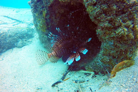 Wave Break Island Scuba Diving On The Gold Coast - Palm Beach Accommodation 5