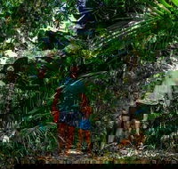 Full Day Daintree Rainforest and Mossman Gorge Tour - Palm Beach Accommodation