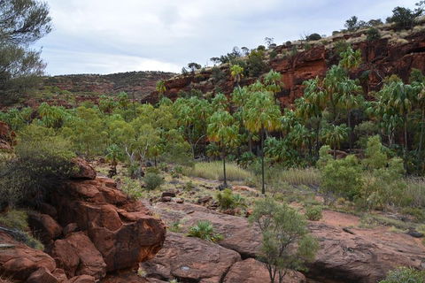 Palm Valley And Hermannsburg 1 Day 4WD Tour - Palm Beach Accommodation 4