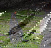 Full-Day Guided Bruny Island Tour from Hobart - Palm Beach Accommodation