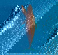 Buccaneer Explorer - Palm Beach Accommodation