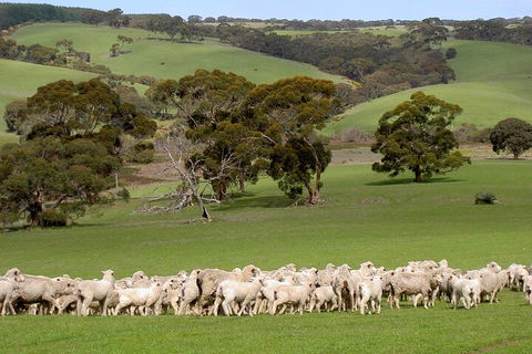 Kangaroo Island Luxury Small Group 'Island Life' Full Day Tour - Palm Beach Accommodation 1