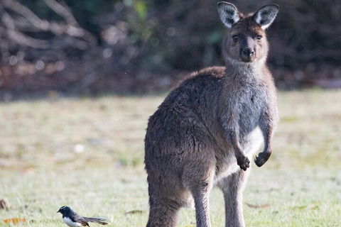 Kangaroo Island Luxury Small Group 'Island Life' Full Day Tour - Palm Beach Accommodation 2