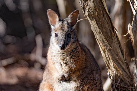 Kangaroo Island Luxury Small Group 'Island Life' Full Day Tour - Palm Beach Accommodation 3