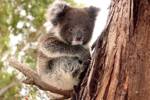 Kangaroo Island Luxury Small Group 'Island Life' Full Day Tour - Palm Beach Accommodation 4