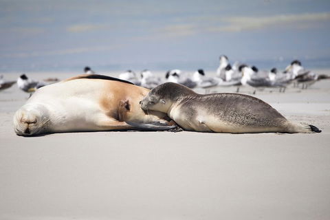 Kangaroo Island Luxury Small Group 'Island Life' Full Day Tour - Palm Beach Accommodation 5