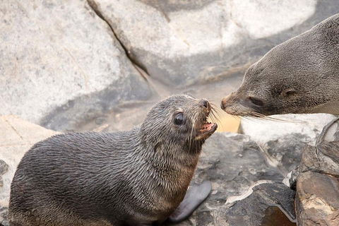 Kangaroo Island Luxury Small Group 'Flinders Chase Focus' Full Day Tour - Palm Beach Accommodation 2