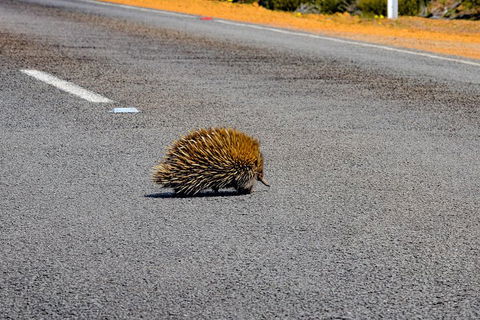 Kangaroo Island Luxury Small Group 'Flinders Chase Focus' Full Day Tour - Palm Beach Accommodation 3