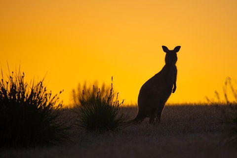 Kangaroo Island Luxury Small Group 'Flinders Chase Focus' Full Day Tour - Palm Beach Accommodation 5