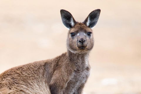 Kangaroo Island Luxury Small Group 'East End Explorer' Full Day Tour - Palm Beach Accommodation 1