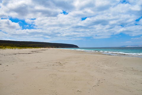Kangaroo Island Luxury Small Group 'East End Explorer' Full Day Tour - Palm Beach Accommodation 3