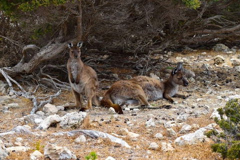 Kangaroo Island Luxury Small Group 'East End Explorer' Full Day Tour - Palm Beach Accommodation 4