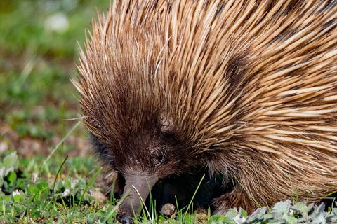 Kangaroo Island Luxury Small Group 'East End Explorer' Full Day Tour - Palm Beach Accommodation 5