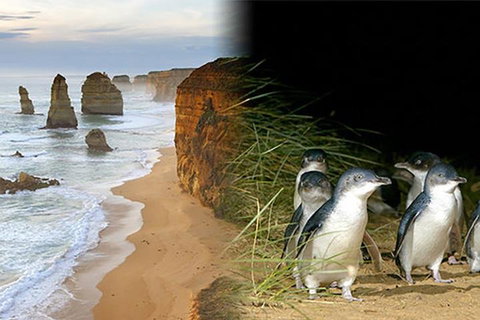 Melbourne Super Saver: Great Ocean Road + Phillip Island + Attraction Pass - Palm Beach Accommodation 0