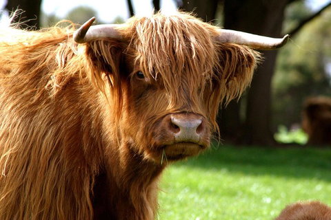 Melbourne Super Saver: Great Ocean Road + Phillip Island + Attraction Pass - Palm Beach Accommodation 1