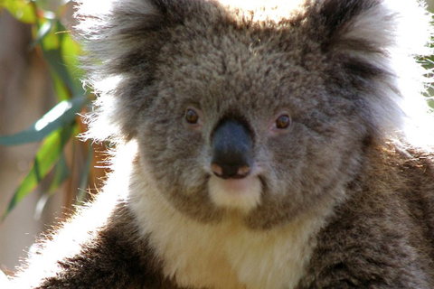 Melbourne Super Saver: Great Ocean Road + Phillip Island + Attraction Pass - Palm Beach Accommodation 3