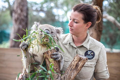 Melbourne Super Saver: Great Ocean Road + Phillip Island + Attraction Pass - Palm Beach Accommodation 4