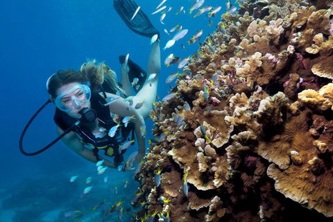 Great Barrier Reef Diving And Snorkeling Cruise From Cairns - Palm Beach Accommodation 1