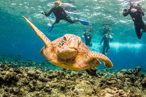 Great Barrier Reef Diving And Snorkeling Cruise From Cairns - Palm Beach Accommodation 3