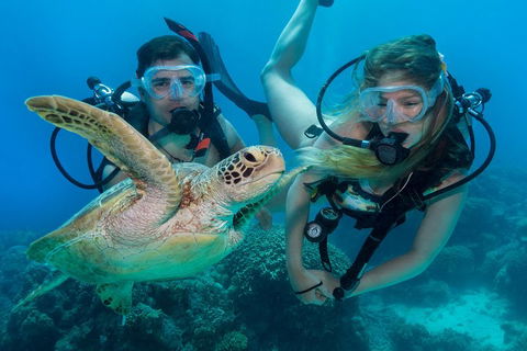 Great Barrier Reef Diving And Snorkeling Cruise From Cairns - Palm Beach Accommodation 4