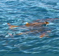 Roebuck Bay Snubfin Dolphin Cruise - Palm Beach Accommodation