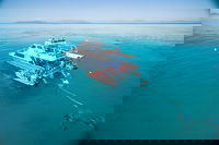 Ocean Freedom Great Barrier Reef Personal Luxury Snorkel  Dive Cruise Cairns