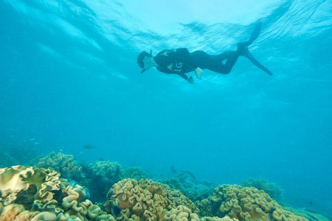 Ocean Freedom Great Barrier Reef Personal Luxury Snorkel & Dive Cruise, Cairns - Palm Beach Accommodation 5