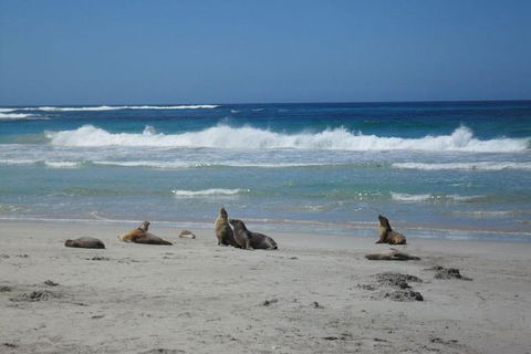 Kangaroo Island In A Day Tour From Adelaide - Palm Beach Accommodation 1