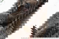 2-Day Kangaroo Island 4WD Small-Group Tour from Adelaide