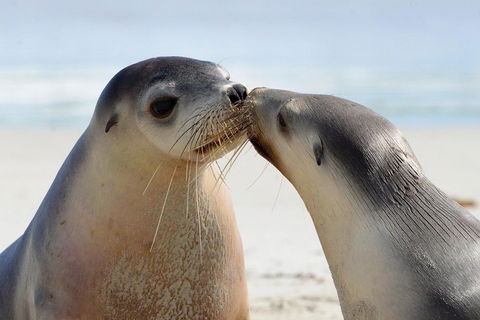 2 Day Ultimate Kangaroo Island With Return Ferry - Palm Beach Accommodation 2