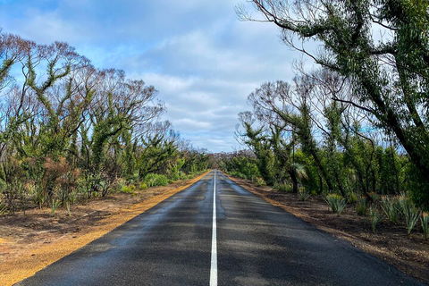 2 Day Ultimate Kangaroo Island With Return Ferry - Palm Beach Accommodation 4