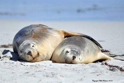 NEW TOUR - Kangaroo Island Road To Recovery Tour (1 Day/1 Night) - Palm Beach Accommodation 1