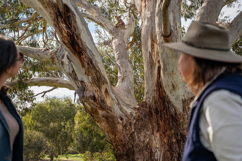 Full Day Flinders Chase Tour From Kangaroo Island - Palm Beach Accommodation 5