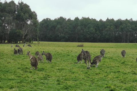 Private Tour: Great Ocean Road From Melbourne - Palm Beach Accommodation 4