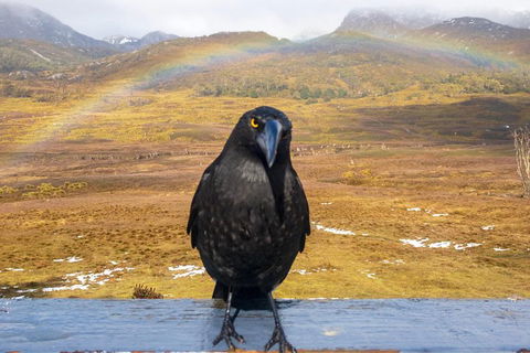 Cradle Mountain Park Explorer Guided Tour - Palm Beach Accommodation 2
