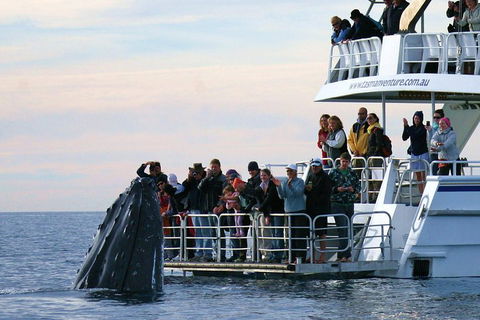 Hervey Bay Whale Watching Cruise - Palm Beach Accommodation 1